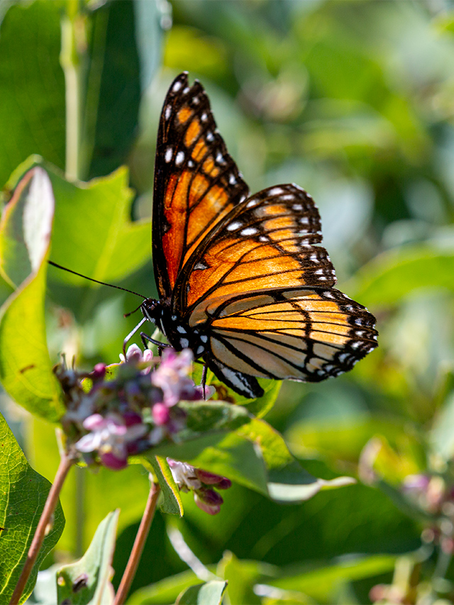 Monarch Butterfly Look-alikes