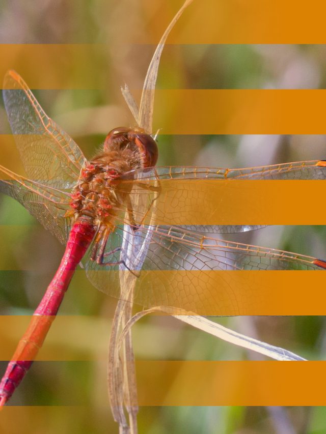 Saffron-winged Meadowhawk Identification