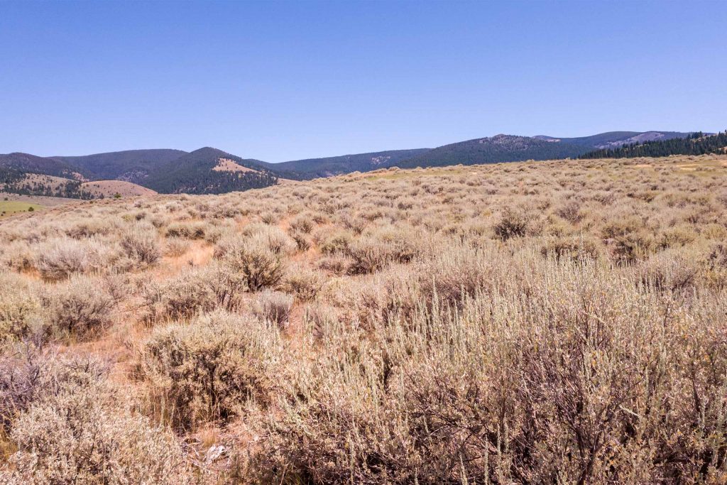 This image is a landscape view of the Shrubsteppe plant community of which Rubber Rabbitbrush associated with.