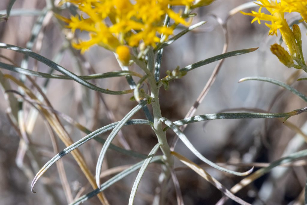 Leaves of Rubber Rabbitbrush are distinct: grayish-green, covered with hairs, very narrow and needle-like, measure up to 2.5".