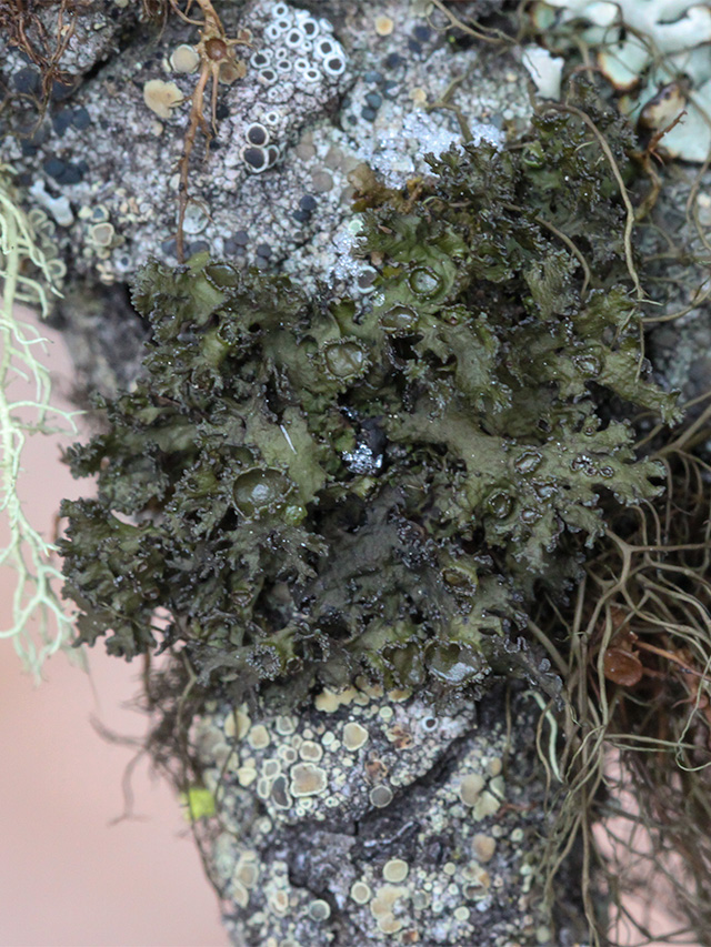 Finding and Recognizing Flattened Thornbush Lichen