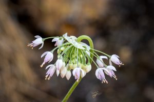 Photo illustrates umbel inflorescence, hemispheric and nodding in nature. Five to forty flowers are colored white to pink. The stamens extend past the tepals.