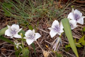 This is a photo of five blooms, purplish tinted white flowers with extensive hairs on interior. Plants are lanky, single vertical leaf blade