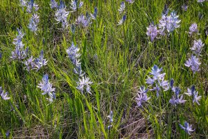 This is a photo of a wet meadow with many star-shaped blue-flowered Camas blooming.