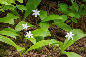 This photo captures four plants each with a single, white star-shaped flower. Also distinct are three tear-drop shaped basal leaves. Plants only six inches or so tall.
