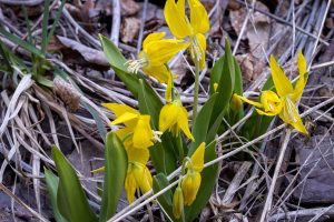 This photo illustrates a wildflower with: bright yellow, star-shaped flowers, two slender, two vertical basal leaves.