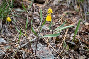 This photo depicts a wildflower with a single, nodding, yellow flower, much like a streetlamp, growing in grassland habitat.