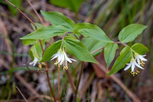 This photo captures the white, bell-shaped, nodding flowers at the terminal end of 1 to 3 foot long stems. Leaves are lance-shaped that clasp the stem in a alternate form.