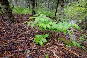 This image captures the robust size and shape, about 2.5' tall with 6" leaves, of this wildflower. Tiny white flowers densely packed at end of stem.