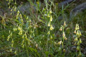 This image captures several individual plants growing in conifer woodland. Note the lanky structure with many hanging bell-shaped flowers.
