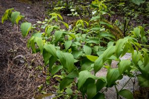 This image captures a large wildflower that is bush-like in size. Yellow-green flowers hang from branches hidden from sight unless one bends down to look.