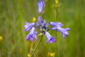 This image is focused on the terminal umbel of blue colored, funnelform flowers, very distinct.
