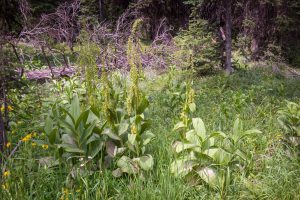 This image conveys the human size of this three to six feet tall wildflower. Huge leaves also. Bracteate inflorescences of greenish flowers.