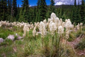 This photo shows a large group of 48" tall Beargrass in meadow with conifer clad mountain in the background