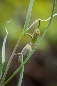 This is an image of unopened flowers, stem and leaves all green in various tones and wiry in form..