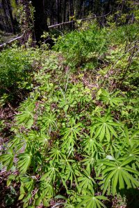 This photo captures a Chocolate Lily growing inside and emerging from a clump of lupine