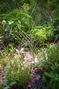 This photo is a sideview of entire plant towering over other herbaceous vegetation