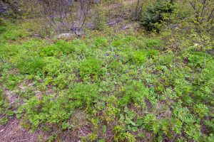 This image shows the forest floor habitat for Chocolate Lily. Silvery Lupine and Heartleaf Arnica are the dominant wildflowers here.