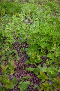 When at the short end of its stem height, this image portrays the difficulty in finding Chocolate Lily immediate other plant species.
