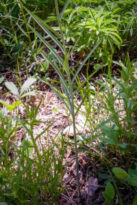 Another photo of the wiry stem and angled (~45 dgrees), narrow leaves of Chocolate Lily