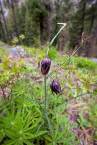 This photo has two dark-colored, unopened Chocolate Lily flowers towering over a Lupine wildflower.