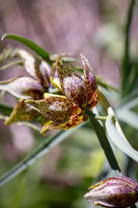 This image shows a Chocolate Lily flower illuminated by mid-day sun accentuating the mottled purple, brown and yellow colors.