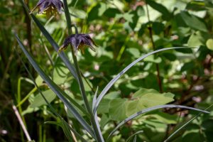 This image captures the grass-like leaves of Chocolate Lily, leaves average 3.25 inch length with an average width of a quarter inch.