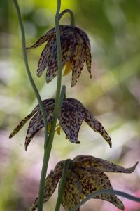 This image captures the camouflage color and patterns of the blooms of Chocolate Lily