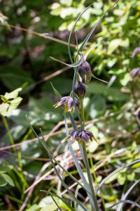 This image illustrates open and unopened flowers of the upper half of a Chocolate Lily