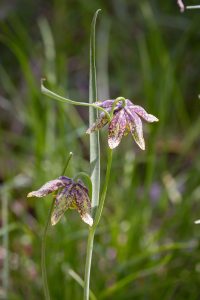 This is a sideview of two open blossoms hanging downward off leaved stem of Chocolate Lily