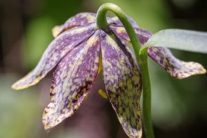 This is a lookdown image at the six purple, brown and yellow mottled Chocolate Lily flower tepals.