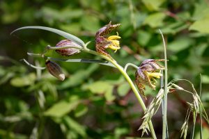 This is an image of four flowers hanging off the stem of Chocolate Lily. The two open blooms reveal the tepals, stamens and style.