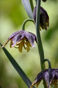 This is an image of the six tepals, stamens and style of an open Chocolate Lily flower