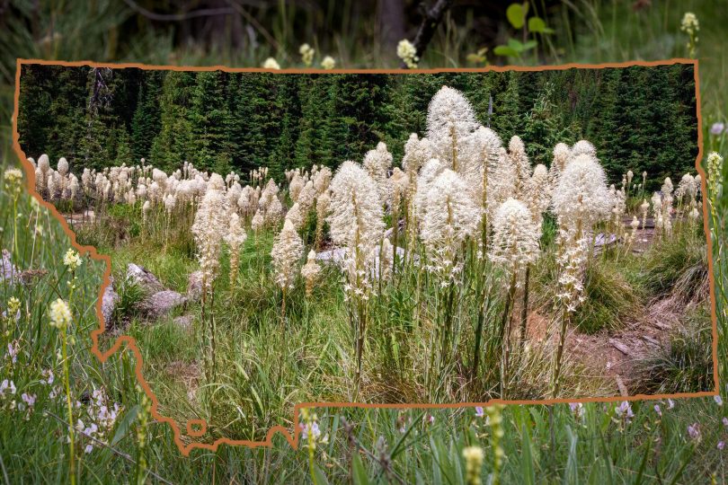 This photo has Beargrass inside outline of Montana with a Meadow Death Camas photo outside the boundary