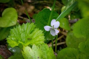This image shows this species growing in moist soil of conifer forest habitat. Can grow to about 6 inches in height with white flowers hued blue and toothed, circular-shaped leaves.