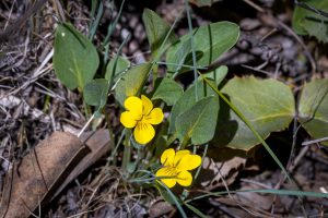 This image shows this species growing in grassland habitat. Grows to 3.5 inch height with yellow flowers and narrow lanceolate shaped leaves.