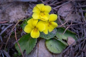 This photo is a macro of three yellow Roundleaf Violet flowers. Each flower has five petals with two on top, one on each side and one on the bottom. The two side petals have a "beard" (hairs) at the base of each petal.