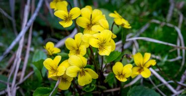 this image captures about a dozen yellow flowers from Roundleaf Violet plants