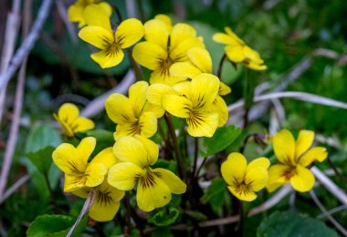 this image captures about a dozen yellow flowers from Roundleaf Violet plants