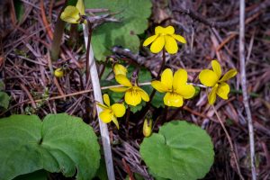 This image shows this species growing in moist soil of coniferous forest. Grows to about 2 inch height with yellow flowers and round (orbiculate) shaped leaves.