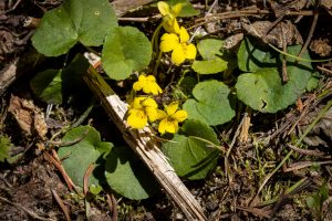 This image shows five yellow flowers surrounded by about ten circular leaves averaging a little over an inch in width.