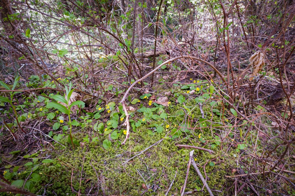 Roundleaf Violet Montana Images of Roundleaf Violet (Viola orbiculata) | Image Wildlife...