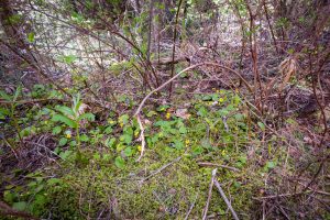 This image shows a distant shot of about twenty yellow flowers surrounded by about two dozen circular leaves averaging a little over an inch in width. Note the short stature of the plants, barely over the top of immediate moss plants.