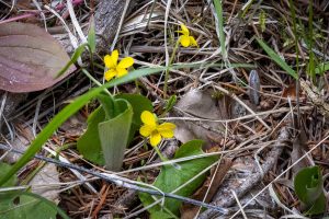 This macro photo illustrates three yellow Roundleaf Violet flowers. atop 1.5 inch peduncles .