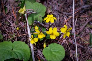 This macro photo illustrates nine yellow Roundleaf Violet flowers. atop 1.5 inch peduncles .