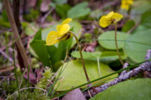 This photo is a sideview of the yellow Roundleaf Violet flower. It mainly illustrates the spur extending from the bottom petal backwards.