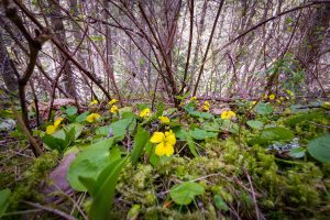 This photo is a ground level view of Roundleaf Violet amongst surrounding vegetation and moist conifer forest habitat.