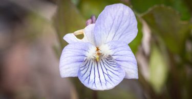 This photo illustrates a blue flower head of a violet, a key structure for determining species identity.