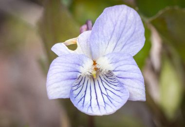 This photo illustrates a blue flower head of a violet, a key structure for determining species identity.