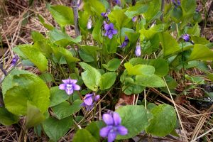This image shows this species growing in open forest habitat. Grows to 4 inch height with blue flowers and egg/heart shaped leaves.
